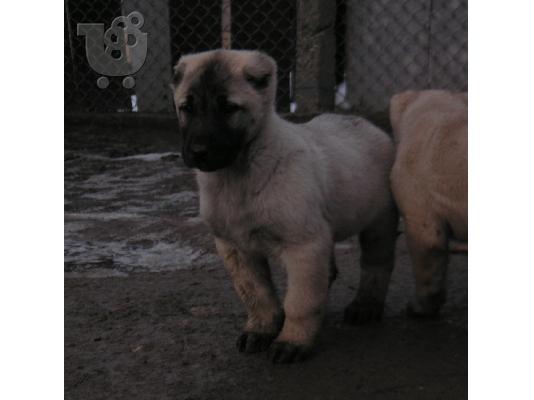 Τουρκικά kangal